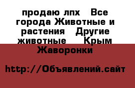 продаю лпх - Все города Животные и растения » Другие животные   . Крым,Жаворонки